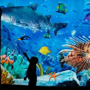 sea life bangkok ocean world