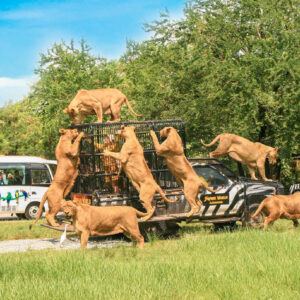 safari world bangkok