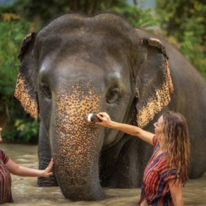 elephant jungle sanctuary phuket experience