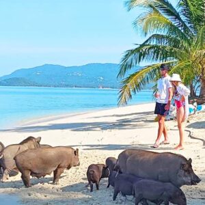 ko samui pig island 4 hour private longtail boat tour