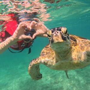 mirissa unforgettable snorkeling experience with turtles
