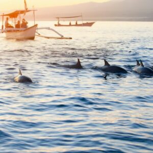 lovina dolphin watching and snorkeling tour in bali
