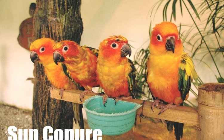 kl bird park admission ticket with one way transfer kl bird park admission ticket with one way transfer