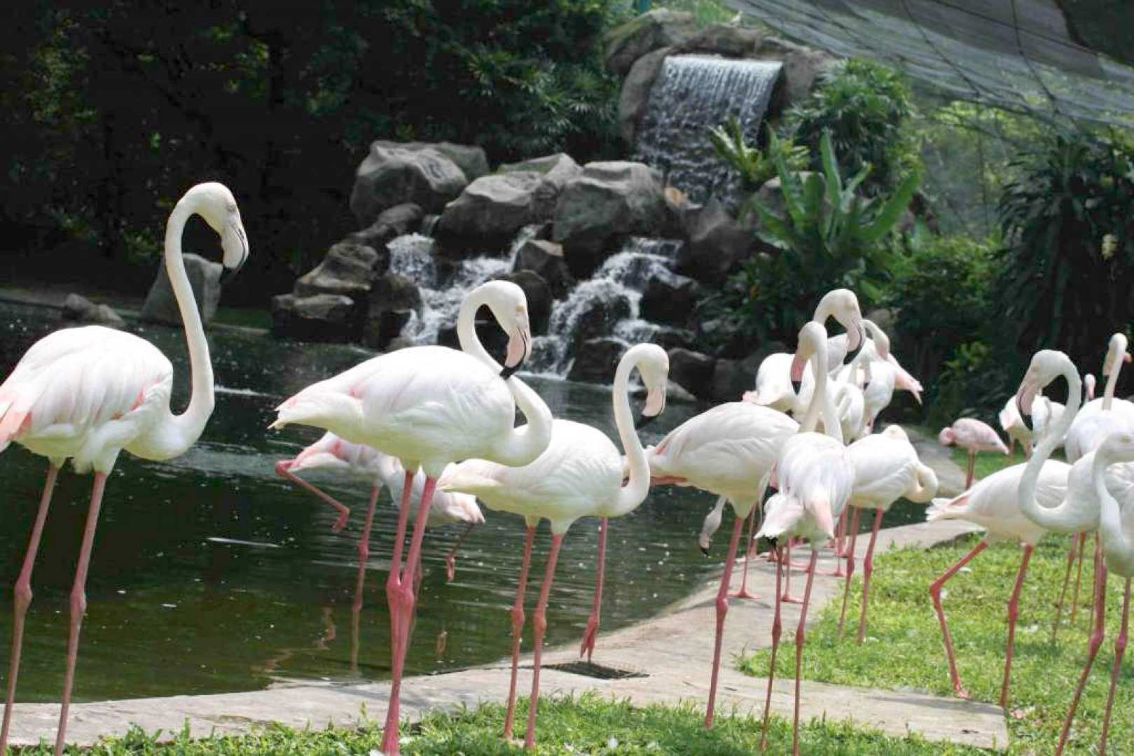 kl bird park admission ticket with one way transfer kl bird park admission ticket with one way transfer