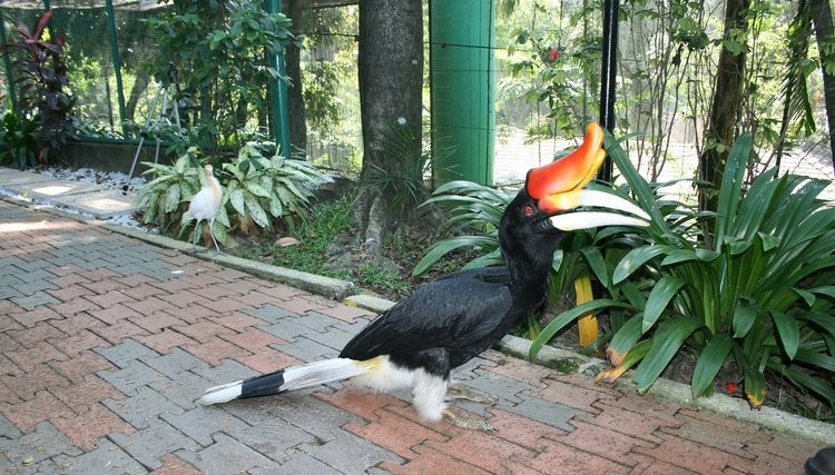 kl bird park admission ticket with one way transfer kl bird park admission ticket with one way transfer