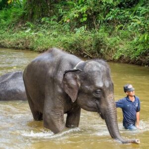 kuala gandah elephant sanctuary day tour with meal & transfers