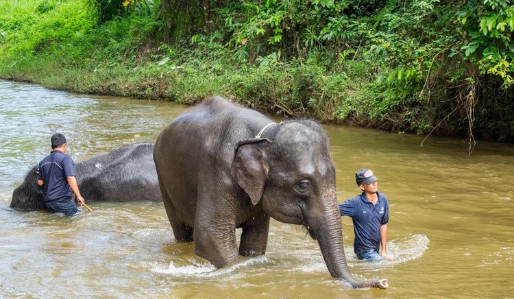 kuala gandah elephant sanctuary day tour with meal & transfers kuala gandah elephant sanctuary day tour with meal & transfers