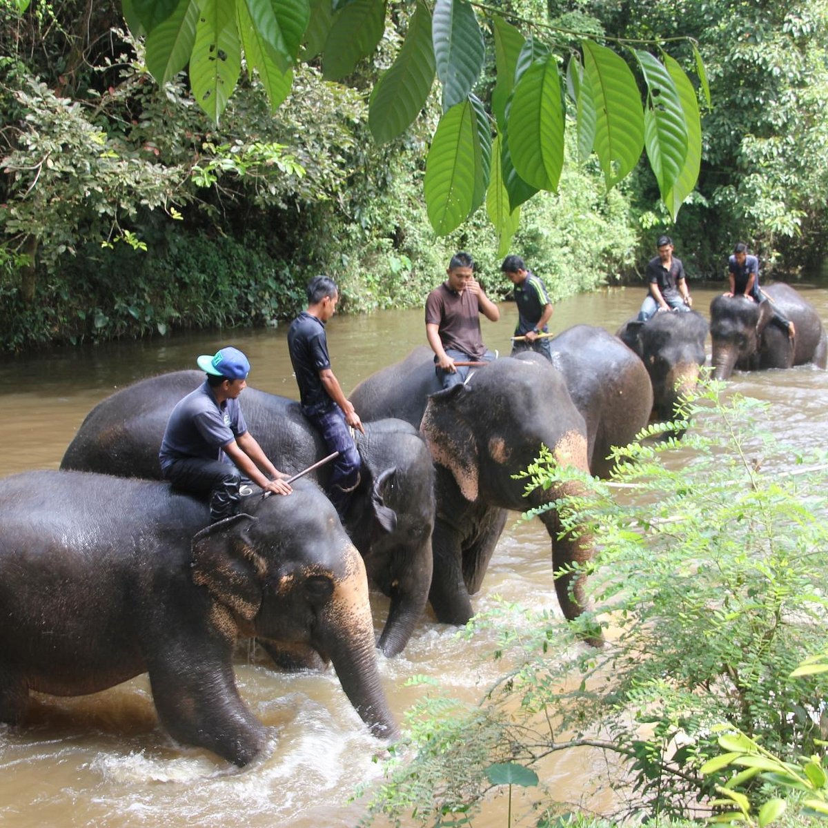 kuala gandah elephant sanctuary day tour with meal & transfers kuala gandah elephant sanctuary day tour with meal & transfers