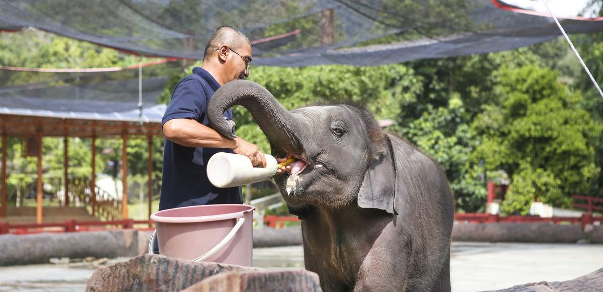 kuala gandah elephant sanctuary day tour with meal & transfers kuala gandah elephant sanctuary day tour with meal & transfers