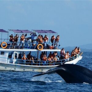 whale and dolphin watching in mirissa